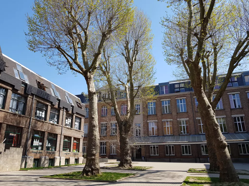Grands platanes entre les bâtiments de briques de l’école