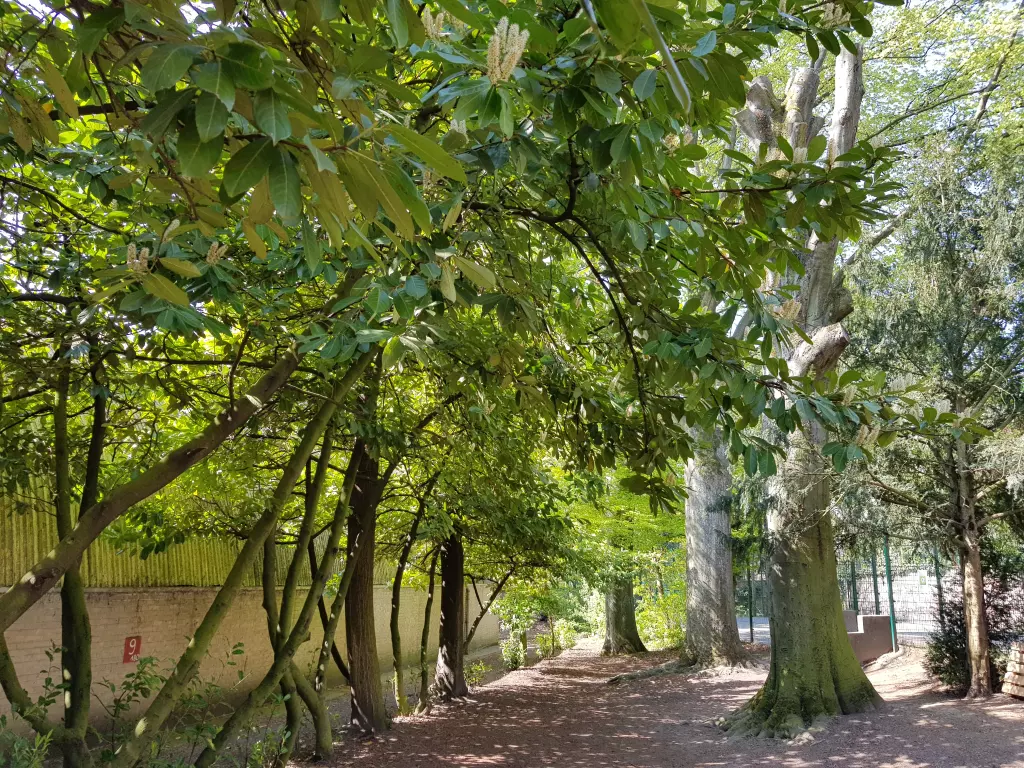 Sous-bois du parc avec de grands arbres