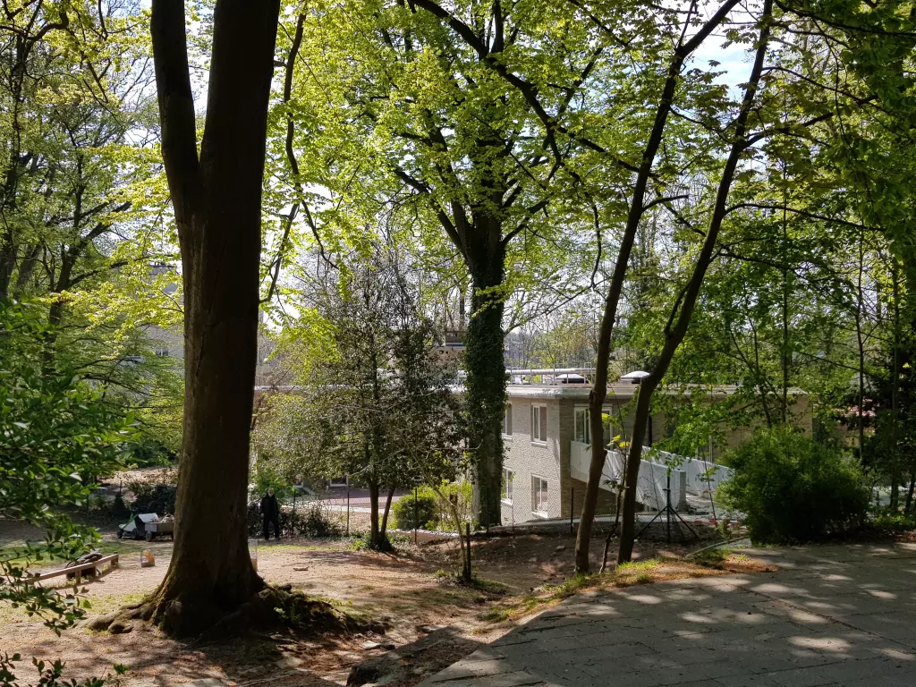 Grands troncs d’arbres dans le parc, devant un bâtiment blanc
