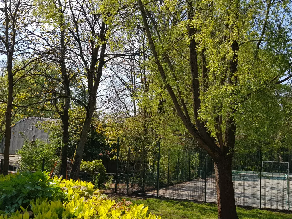 Pelouse fleurie et grands arbres le long du terrain de sport